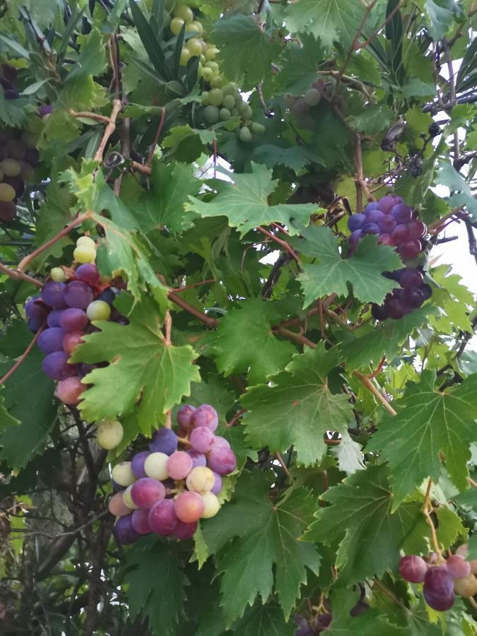 Green Vila Sozopoli Dış mekan fotoğraf