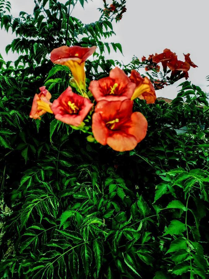 Green Vila Sozopoli Dış mekan fotoğraf